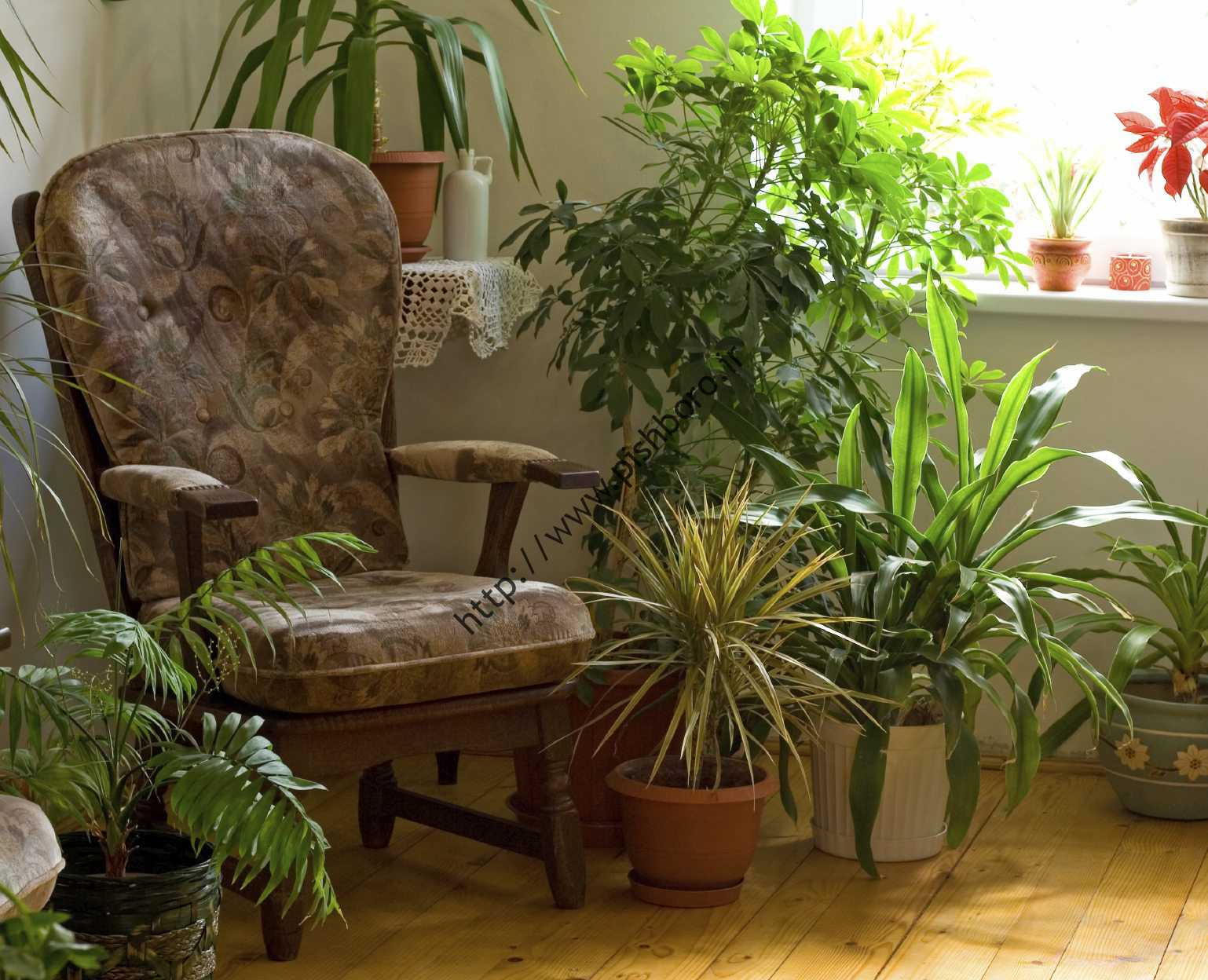 آیا گیاهان آپارتمانی روی سلامتی تاثیر دارند؟
